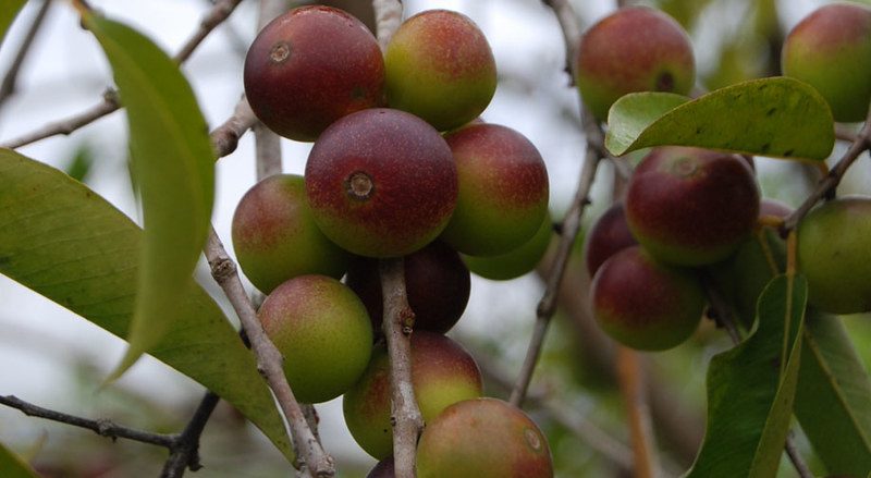In Peru Camu Camu Berries on Trees