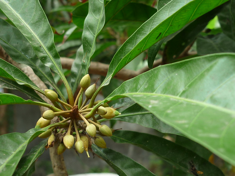 Lucuma Fruit on Tree in Peru